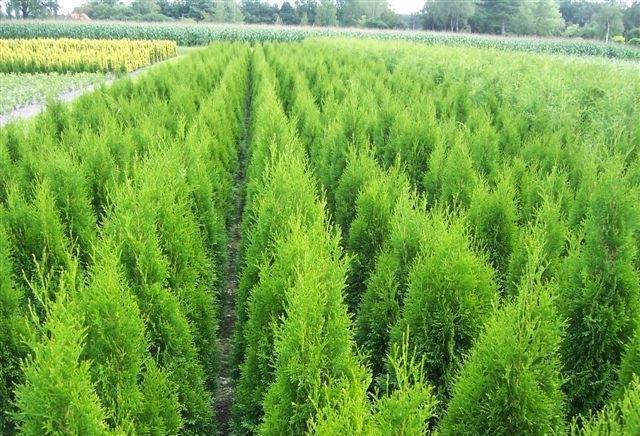 Статех2000 ООД - град Костенец | Градинска мебел - снимка 3