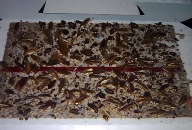 ЕТ "При бадема-ВЕДАР" - град София | Обезпаразитяване и дезинфекция - снимка 1