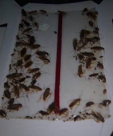 ЕТ "При бадема-ВЕДАР" - град София | Обезпаразитяване и дезинфекция - снимка 3