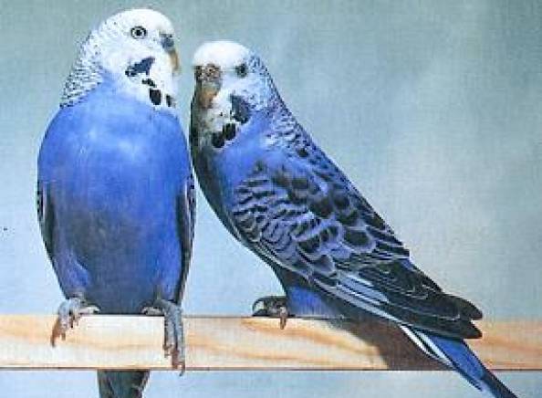 ЕТ "Карюк-Мариана Костова" - city of Sofia | Zoo Shops - снимка 4