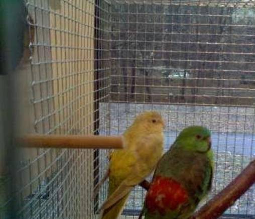 ЕТ "Карюк-Мариана Костова" - city of Sofia | Zoo Shops - снимка 5