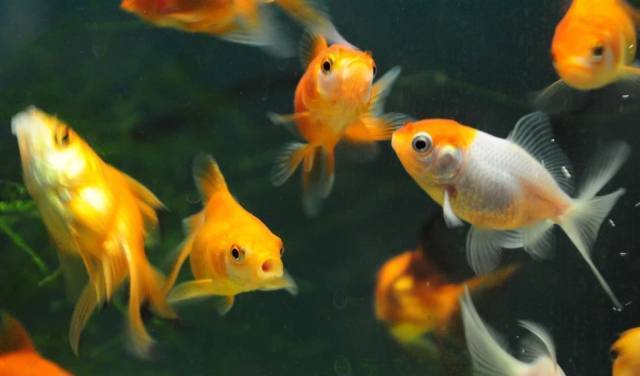 ЕТ "Карюк-Мариана Костова" - city of Sofia | Zoo Shops - снимка 6