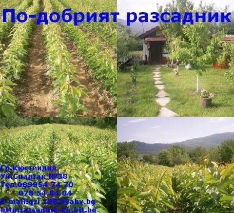 ЗП.Любомир Анев - city of Kyustendil | Nurseries and Seeds