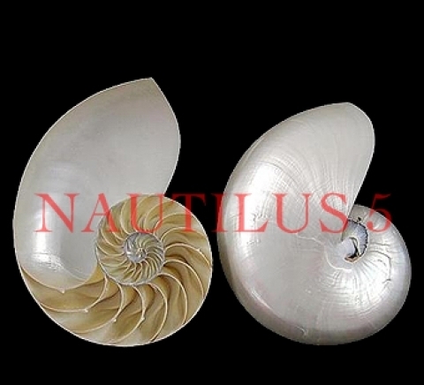 Наутилус 5 ЕООД - city of Varna | Online Stores - снимка 1