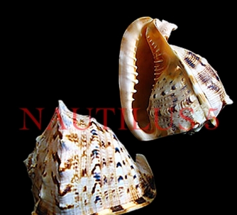 Наутилус 5 ЕООД - city of Varna | Online Stores - снимка 2