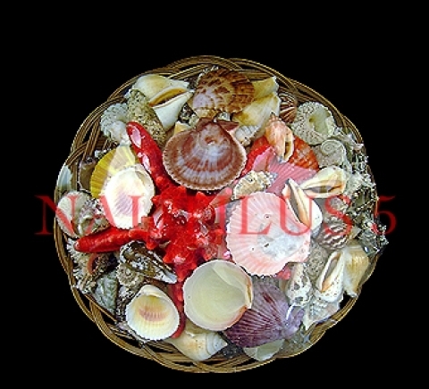 Наутилус 5 ЕООД - city of Varna | Online Stores - снимка 3