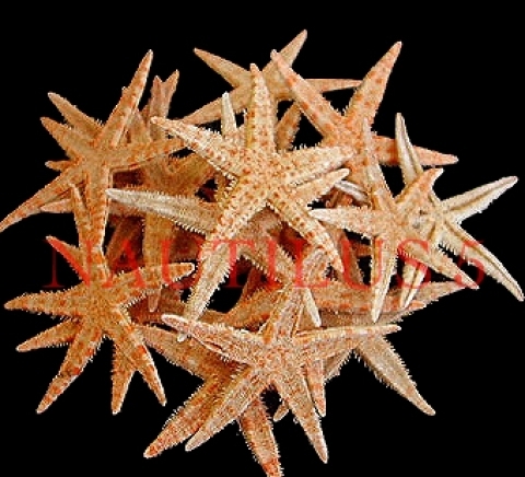 Наутилус 5 ЕООД - city of Varna | Online Stores - снимка 6