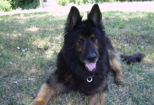 Денрад - град Русе | Зоомагазини