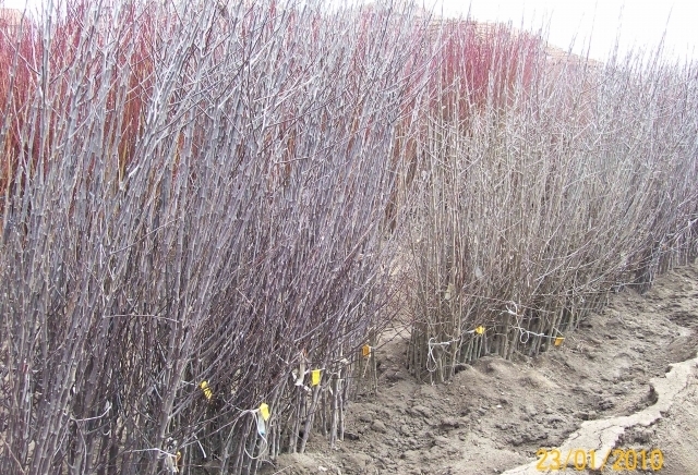 ЗП,,Стоян Иванов,, - град Пазарджик | Семена и разсадници - снимка 1