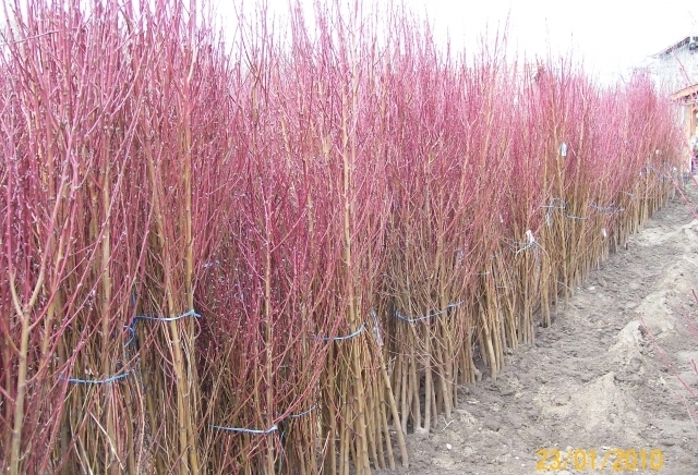 ЗП,,Стоян Иванов,, - град Пазарджик | Семена и разсадници - снимка 2