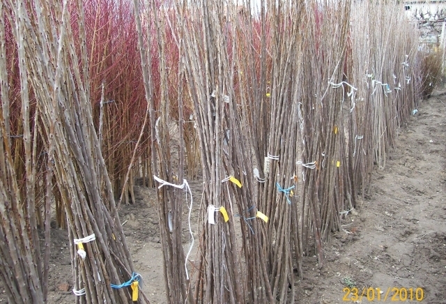 ЗП,,Стоян Иванов,, - град Пазарджик | Семена и разсадници - снимка 3