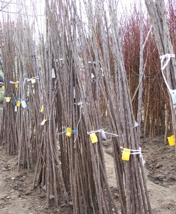 ЗП,,Стоян Иванов,, - град Пазарджик | Семена и разсадници - снимка 4