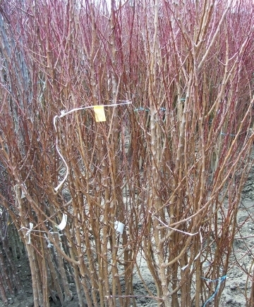 ЗП,,Стоян Иванов,, - град Пазарджик | Семена и разсадници - снимка 5