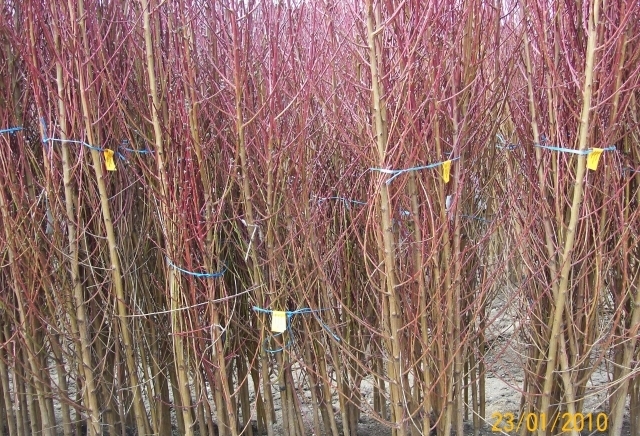 ЗП,,Стоян Иванов,, - град Пазарджик | Семена и разсадници - снимка 6