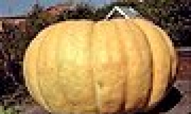 Вини - ЕкоТех ООД - град София | Растителна защита и препарати - снимка 1