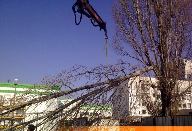 "Ей Джи Ай Мениджмънт" - ЕООД - city of Sofia | Landscaping and Planting - снимка 2