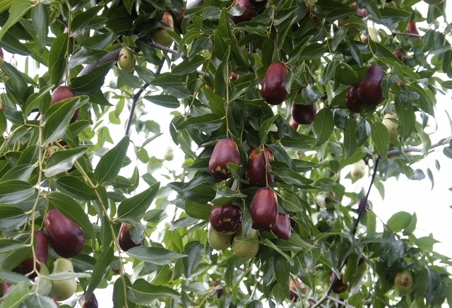 Овощен разсадник кв. "Беломорски" Пловдв, град Пловдив | Семена и разсадници - снимка 1