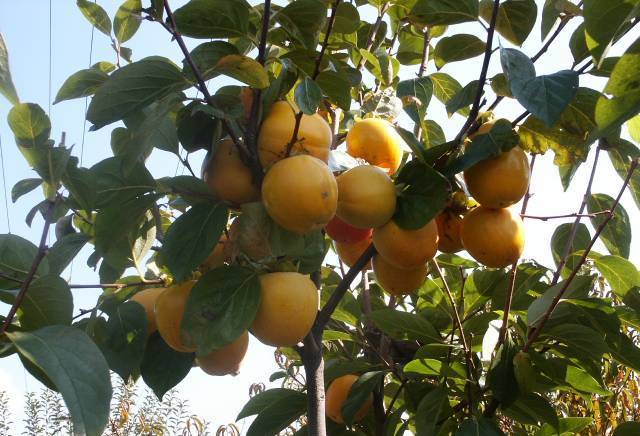 Овощен разсадник кв. "Беломорски" Пловдв, град Пловдив | Семена и разсадници - снимка 3