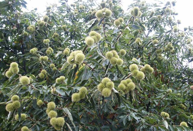 Овощен разсадник кв. "Беломорски" Пловдв, град Пловдив | Семена и разсадници - снимка 4