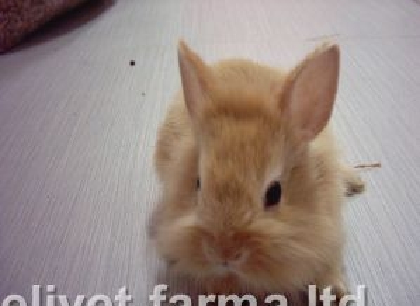 Еливет-Фарма ООД - град Смолян | Зоомагазини - снимка 2