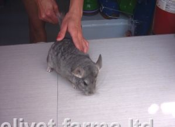 Еливет-Фарма ООД - град Смолян | Зоомагазини - снимка 3