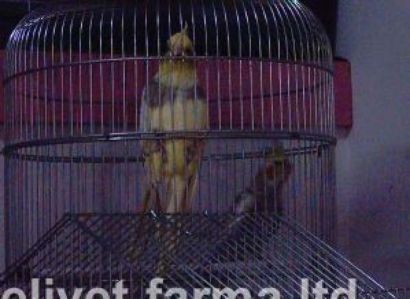 Еливет-Фарма ООД - град Смолян | Зоомагазини - снимка 4