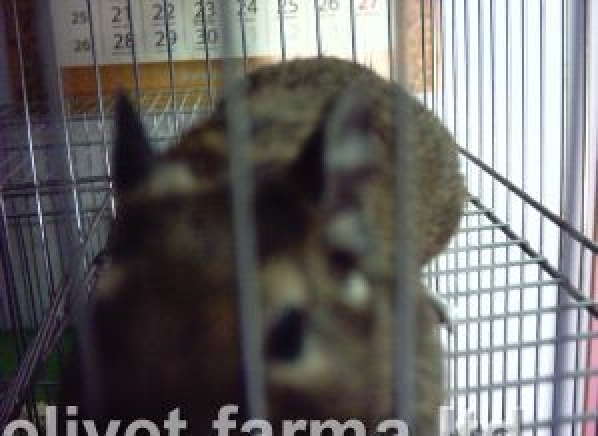 Еливет-Фарма ООД - град Смолян | Зоомагазини - снимка 5