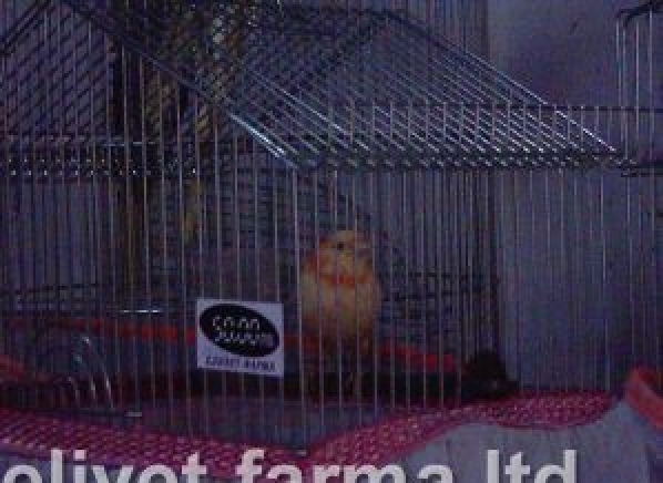 Еливет-Фарма ООД - град Смолян | Зоомагазини - снимка 6