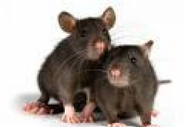 ЕТ "При бадема-ВЕДАР" - град София | Обезпаразитяване и дезинфекция - снимка 4