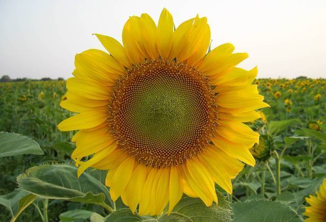 Загора Фрукт АД - град Стара Загора | Земеделие - снимка 2