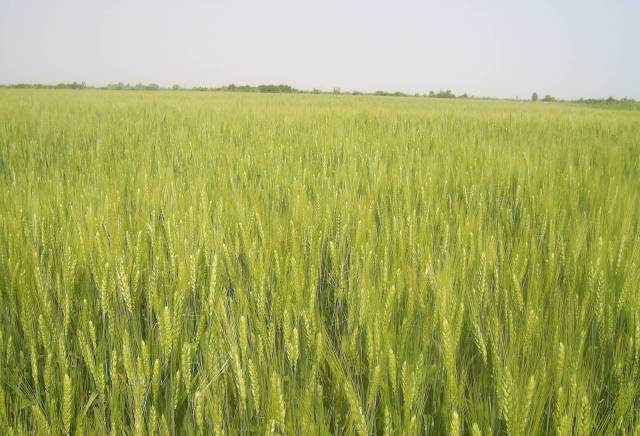 Загора Фрукт АД - град Стара Загора | Земеделие - снимка 3