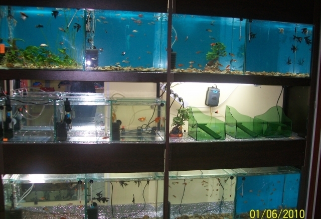 Рике-09 ЕООД - град Ловеч | Зоомагазини - снимка 4