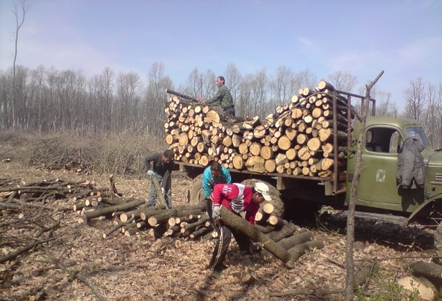 Плади-Бурими ООД - град Плевен | Дърводобив и дървообработване - снимка 1