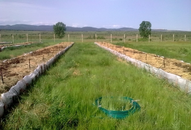 Екоферма "Фератица" - за биохумус (биотор, вермикомпост, лумбрикомпост) от червен калифорнийски червей - снимка 1