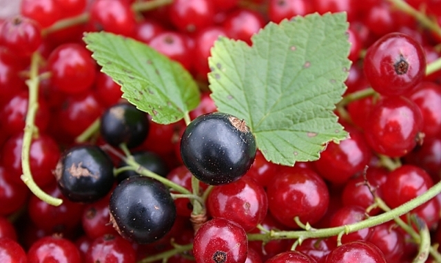 Травел Консулт ЕООД - град София | Услуги - снимка 3