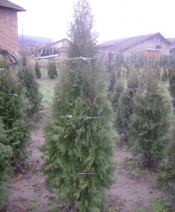 Евроцвет ЕООД - град Велико Търново | Цветя - отглеждане и търговия - снимка 1