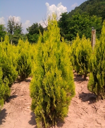 Евроцвет ЕООД - град Велико Търново | Цветя - отглеждане и търговия - снимка 2