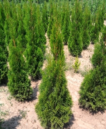 Евроцвет ЕООД - град Велико Търново | Цветя - отглеждане и търговия - снимка 3