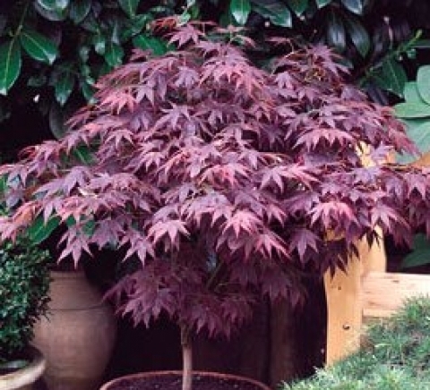 Евроцвет ЕООД - град Велико Търново | Цветя - отглеждане и търговия - снимка 4