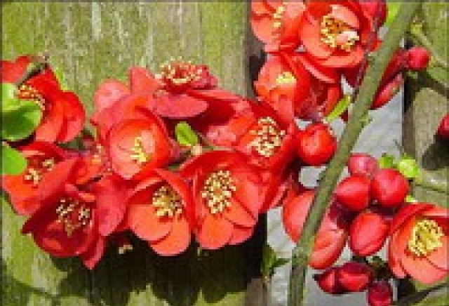 Евроцвет ЕООД - град Велико Търново | Цветя - отглеждане и търговия - снимка 5