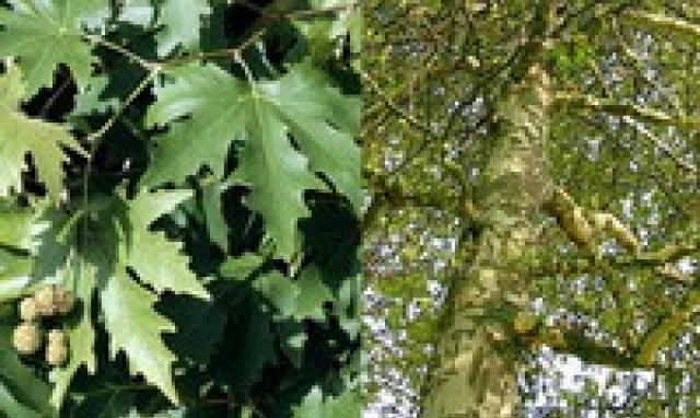 Евроцвет ЕООД - град Велико Търново | Цветя - отглеждане и търговия - снимка 6