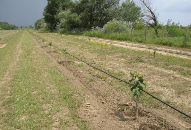Разсадник лешници - град Варна | Семена и разсадници - снимка 3
