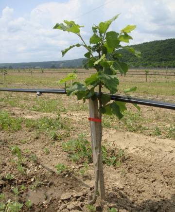 Разсадник лешници - град Варна | Семена и разсадници - снимка 4
