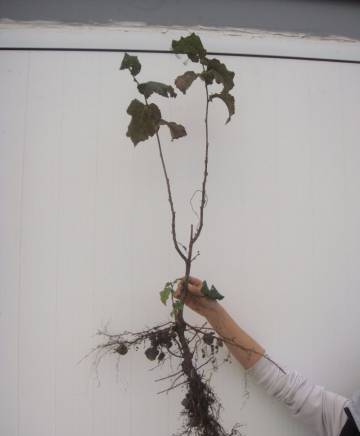 Разсадник лешници - град Варна | Семена и разсадници - снимка 6