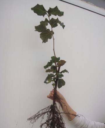 Разсадник лешници - град Варна | Семена и разсадници - снимка 7