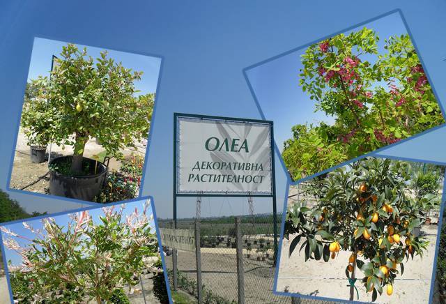 Разсадник за декоративна растителност ОЛЕА, град Пловдив | Цветя - отглеждане и търговия