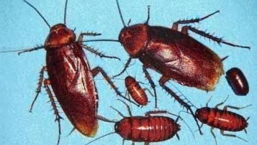 ДДД-Инсект-2012 - град Пазарджик | Обезпаразитяване и дезинфекция - снимка 2