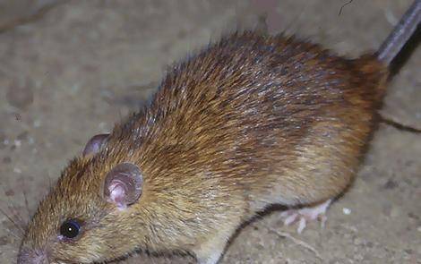 ДДД-Инсект-2012 - град Пазарджик | Обезпаразитяване и дезинфекция - снимка 3