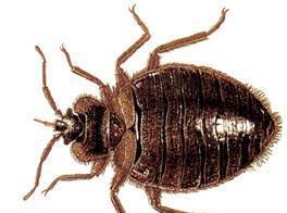 ДДД-Инсект-2012 - град Пазарджик | Обезпаразитяване и дезинфекция - снимка 4