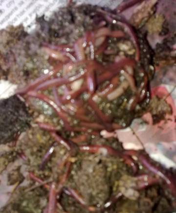 Екоферма "Фератица" - за биохумус (биотор, вермикомпост, лумбрикомпост) от червен калифорнийски червей - снимка 4